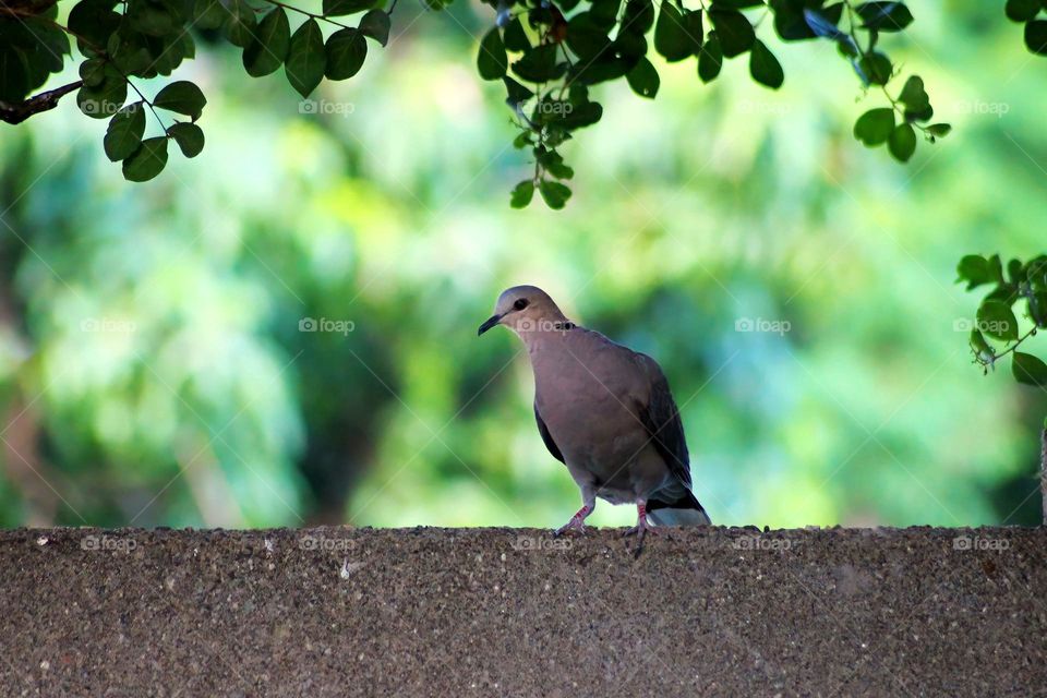 Red eyed Dove captured enjoying the view in South Africa