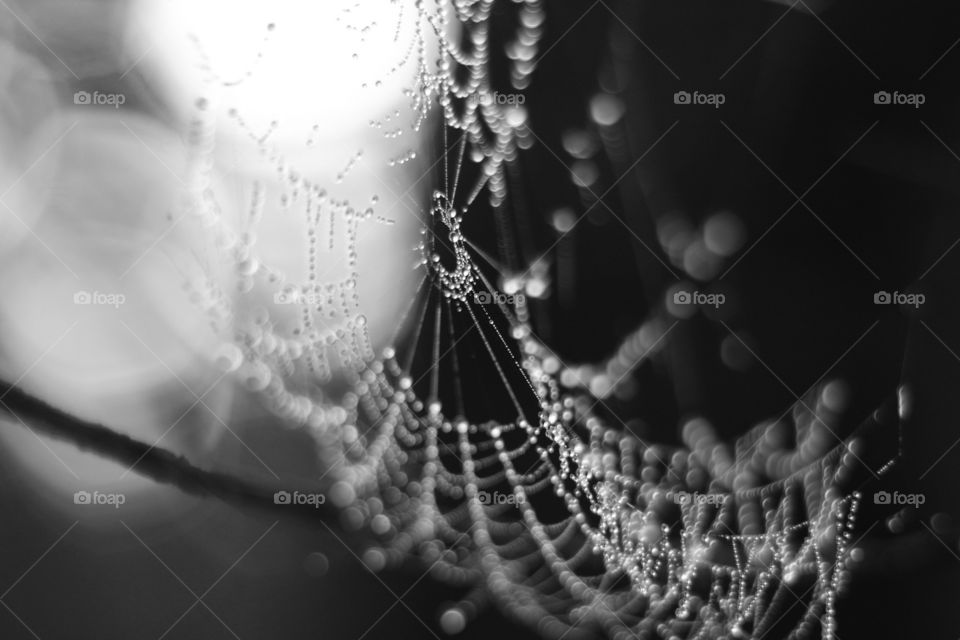 Web