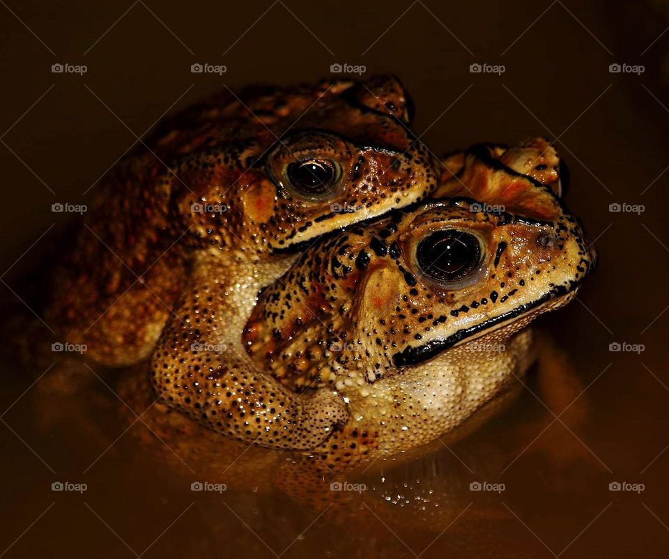 Amplexus. The mating embrace of some amphibians. Being to do as a stage of reproduction stage of them. Positionally body of two or more be right next to one - others. Sometimes to do in water, leaf, branch of wood, terrestrial, etc. Actually at wet.