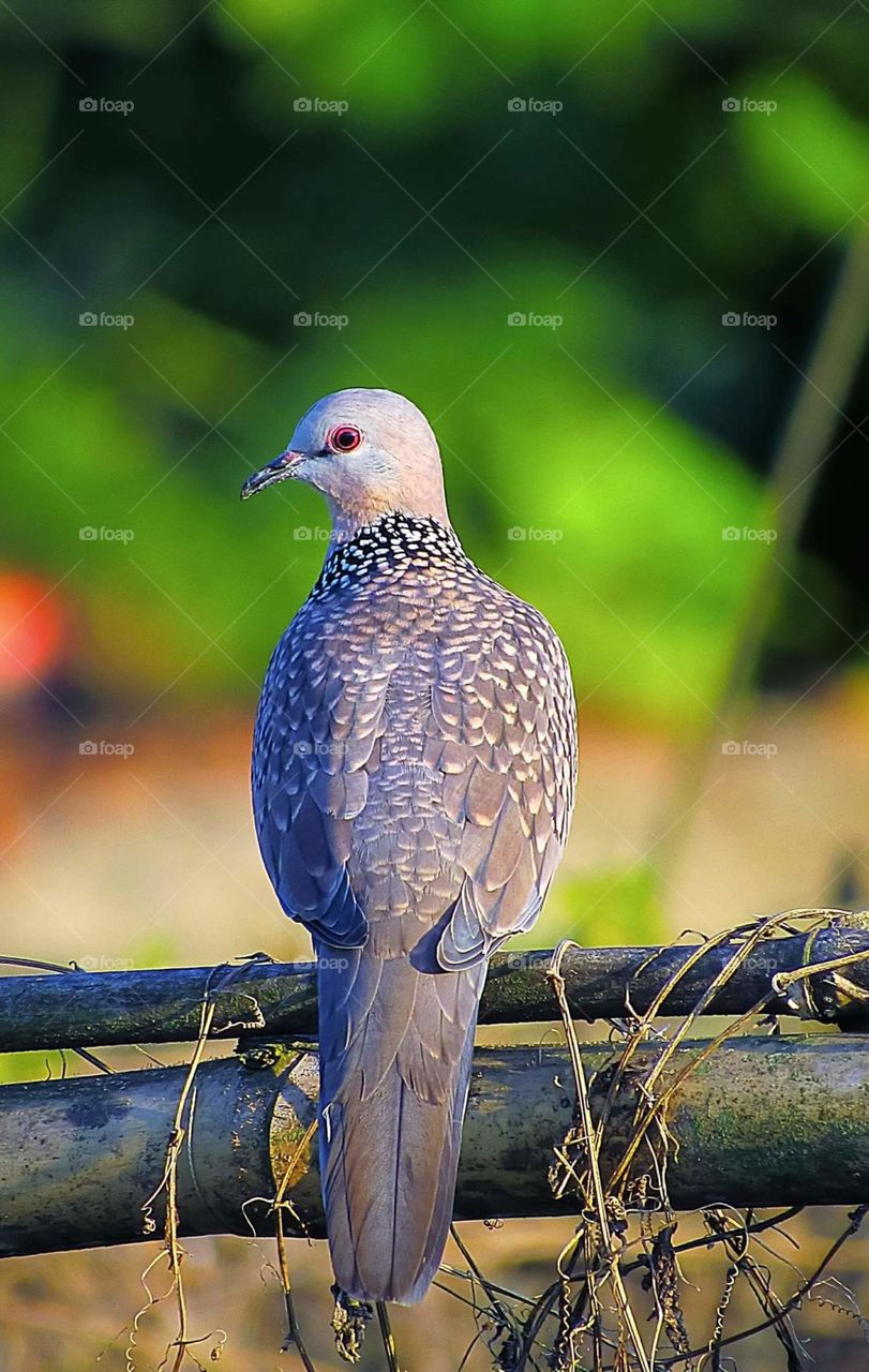 Spotted Dove in Bangladesh