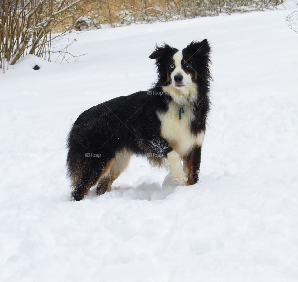 Dog on a Snowy Day