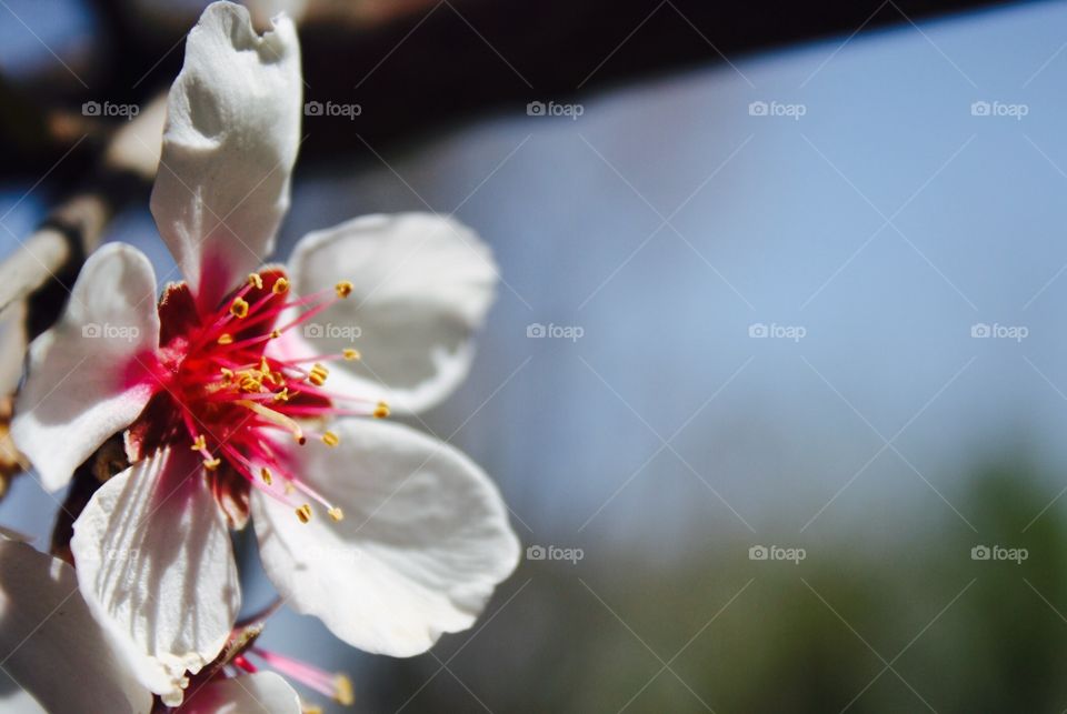 Flower. Flower of tree in spring season 