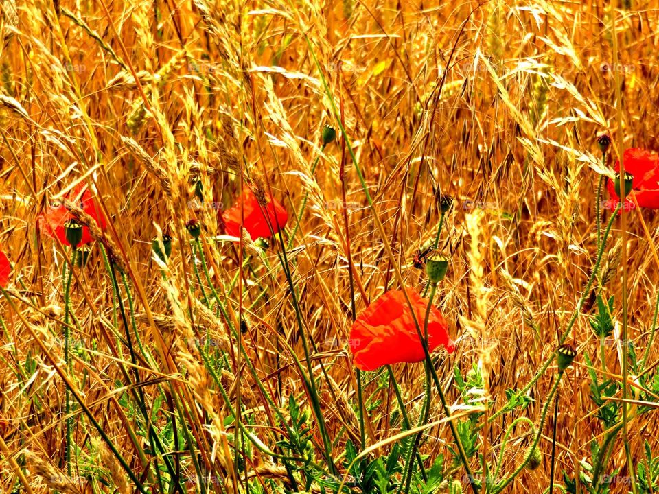 poppies everywhere