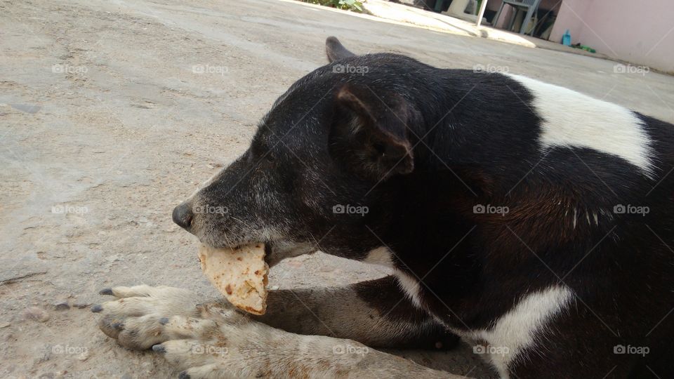 dog. eating food