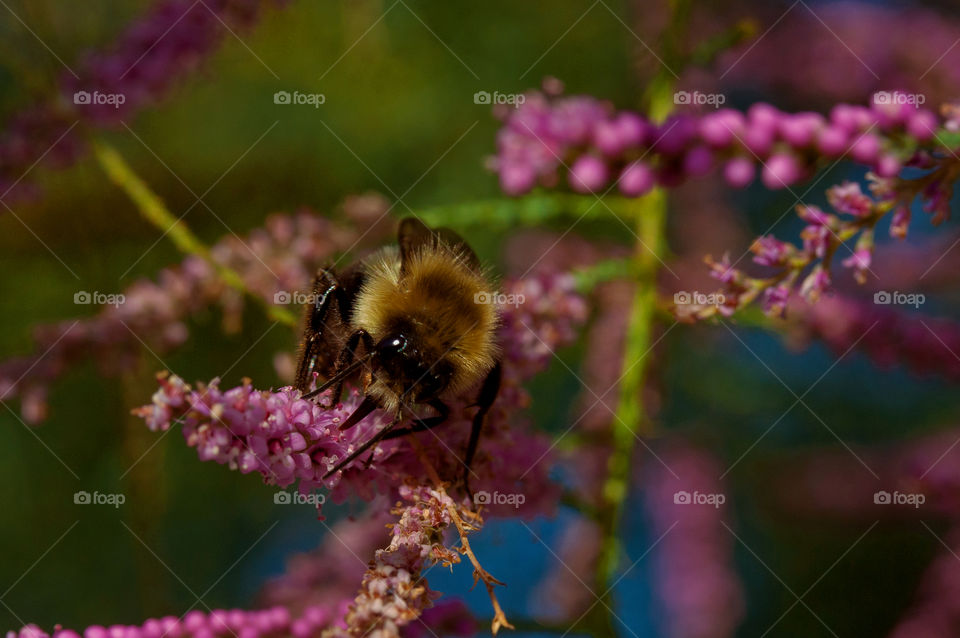 pollinator