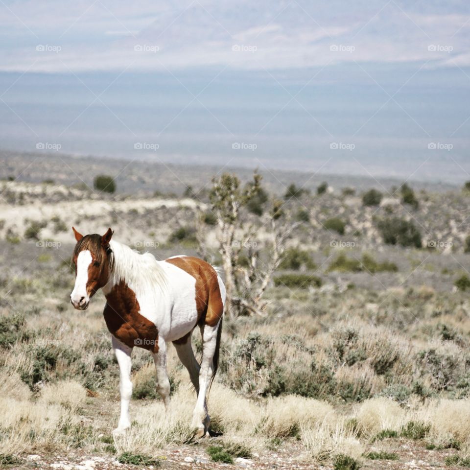 Wild horse