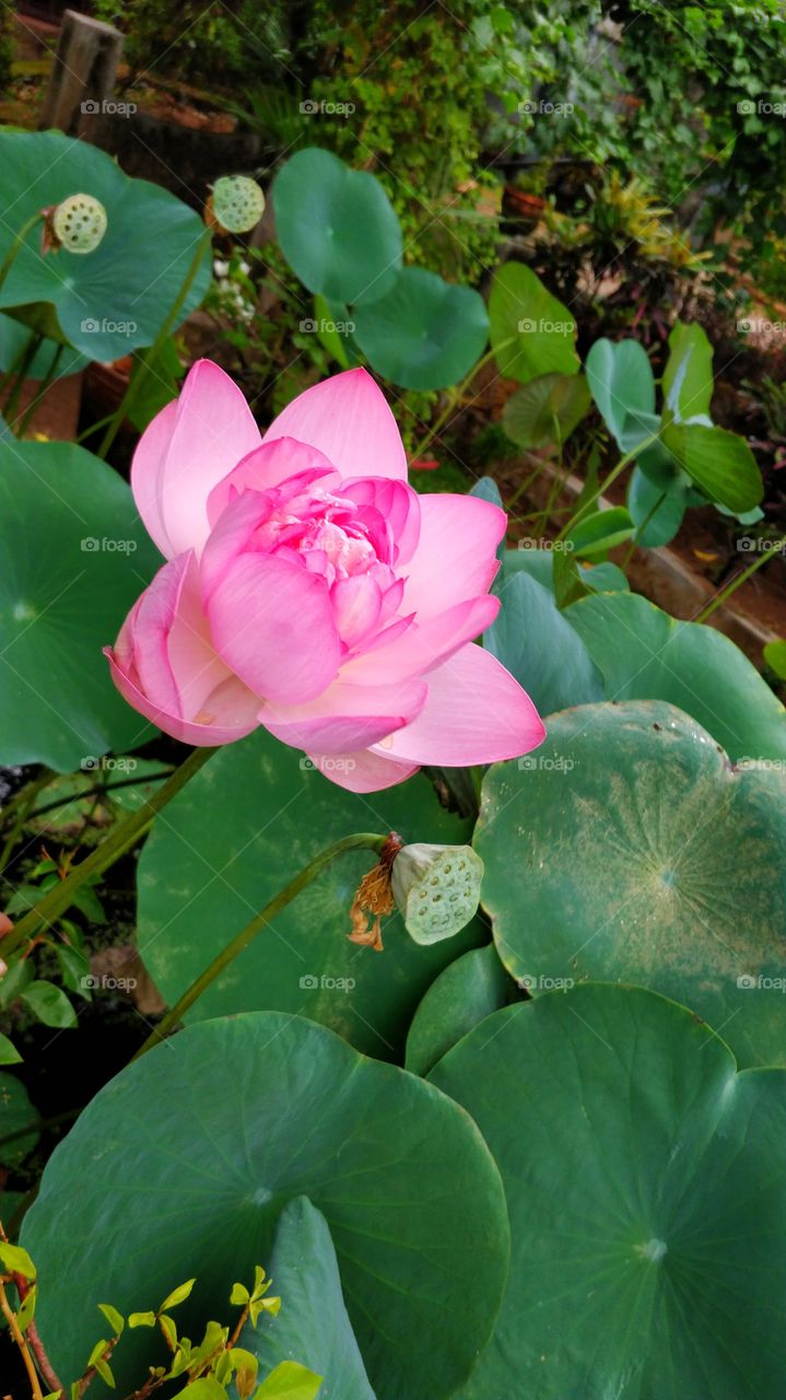 Lotus....