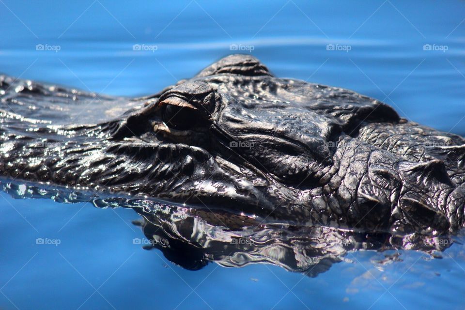 Alligator