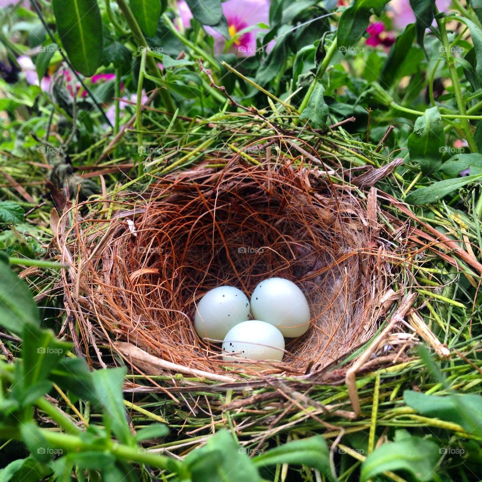 Close-up of animal nest