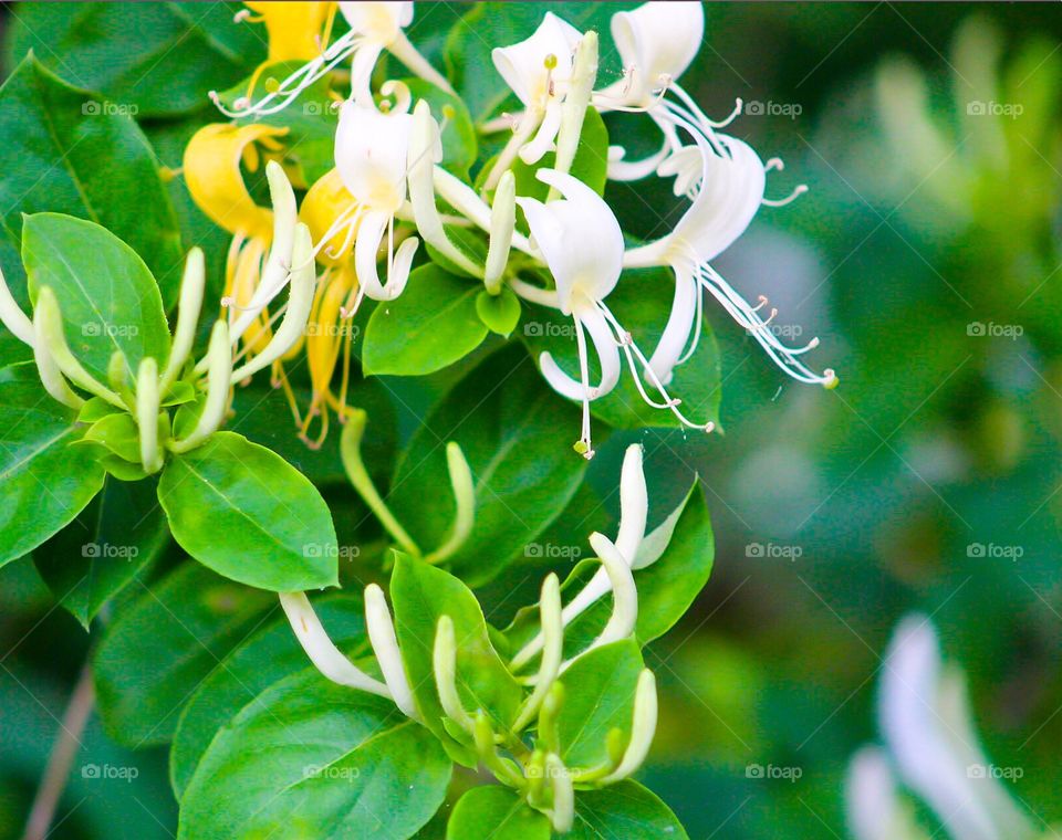 Honeysuckle 