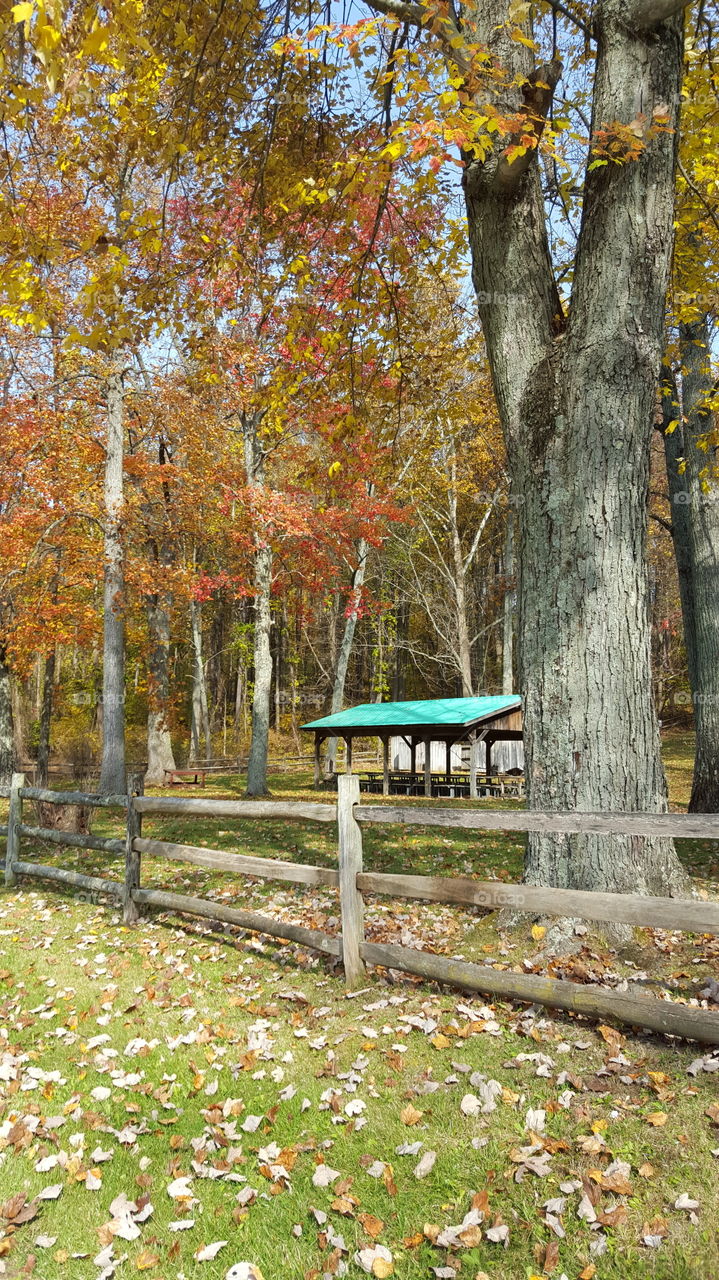 Wood, Fall, Leaf, Tree, Season