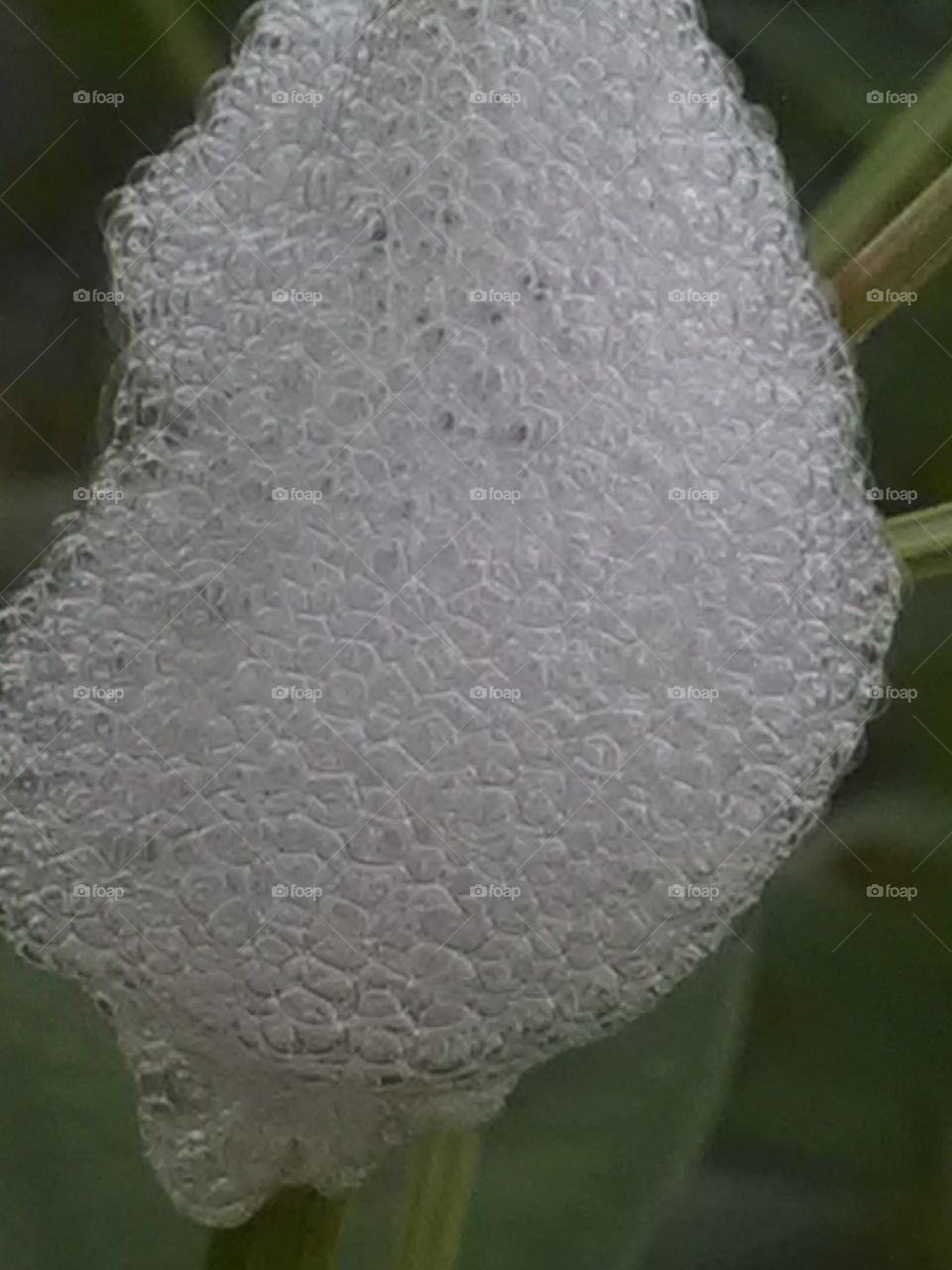 It seems that no spit has been given, but it is not such a species worm made its house here. Closed house in the carpet.