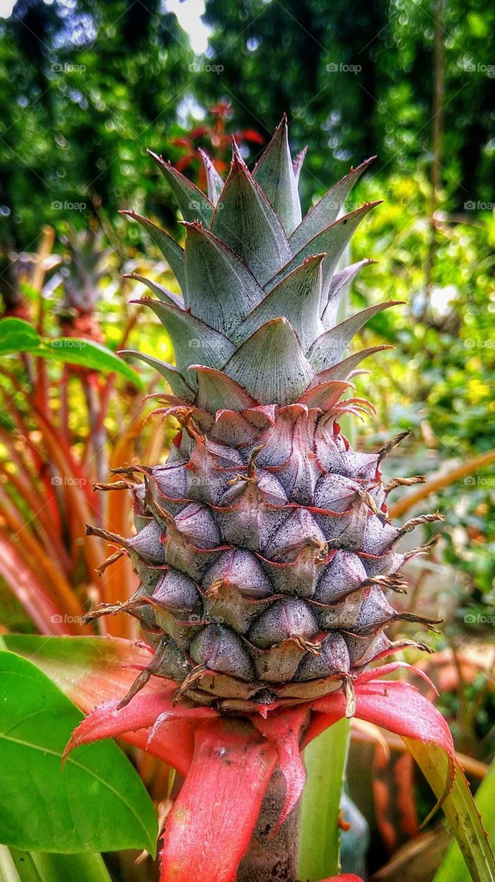 a beautiful pineapple in.a garden...