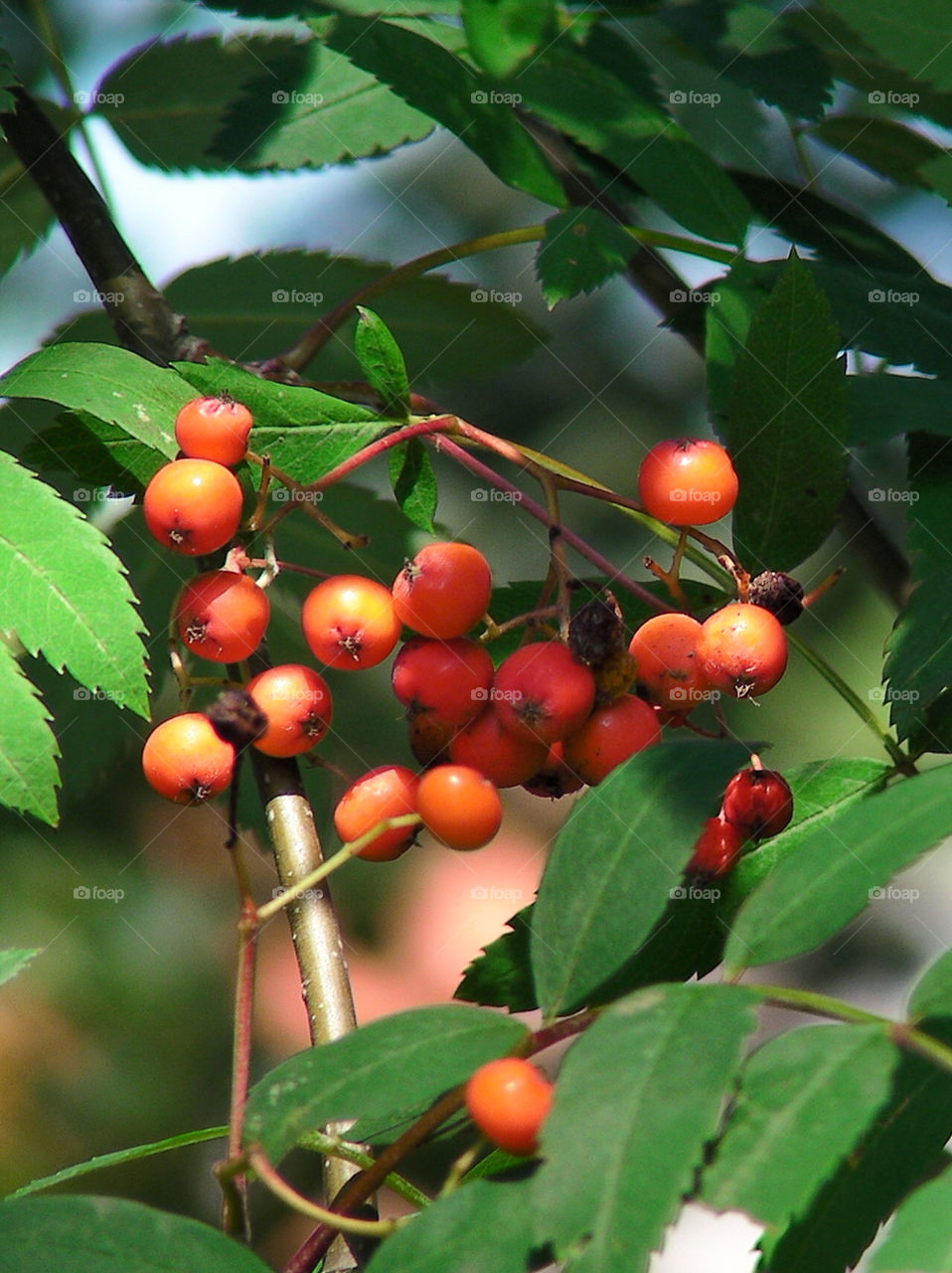 Autumn Plant