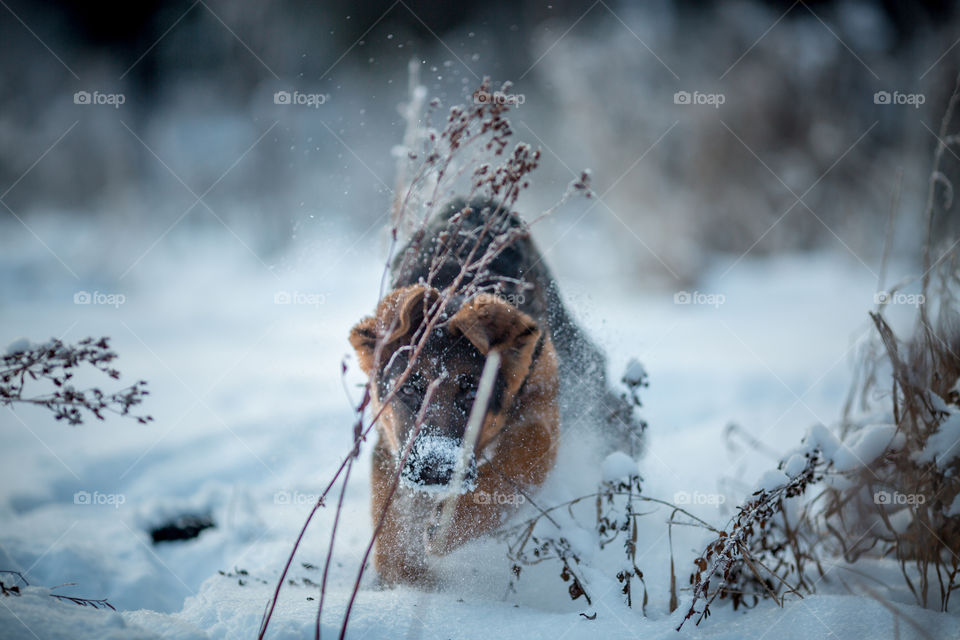 Red cute german shepard 3-th months puppy portrait at snow at the winter