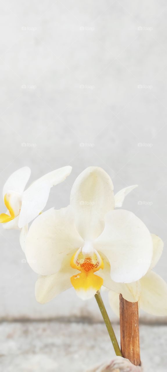 peace lily(they symbolize a soul at rest, free of any earthly pain concerns)