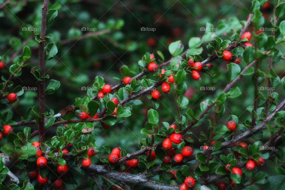 barberry in natural environment, autumn shots of barberry berries on branches bright red and green background with many berries