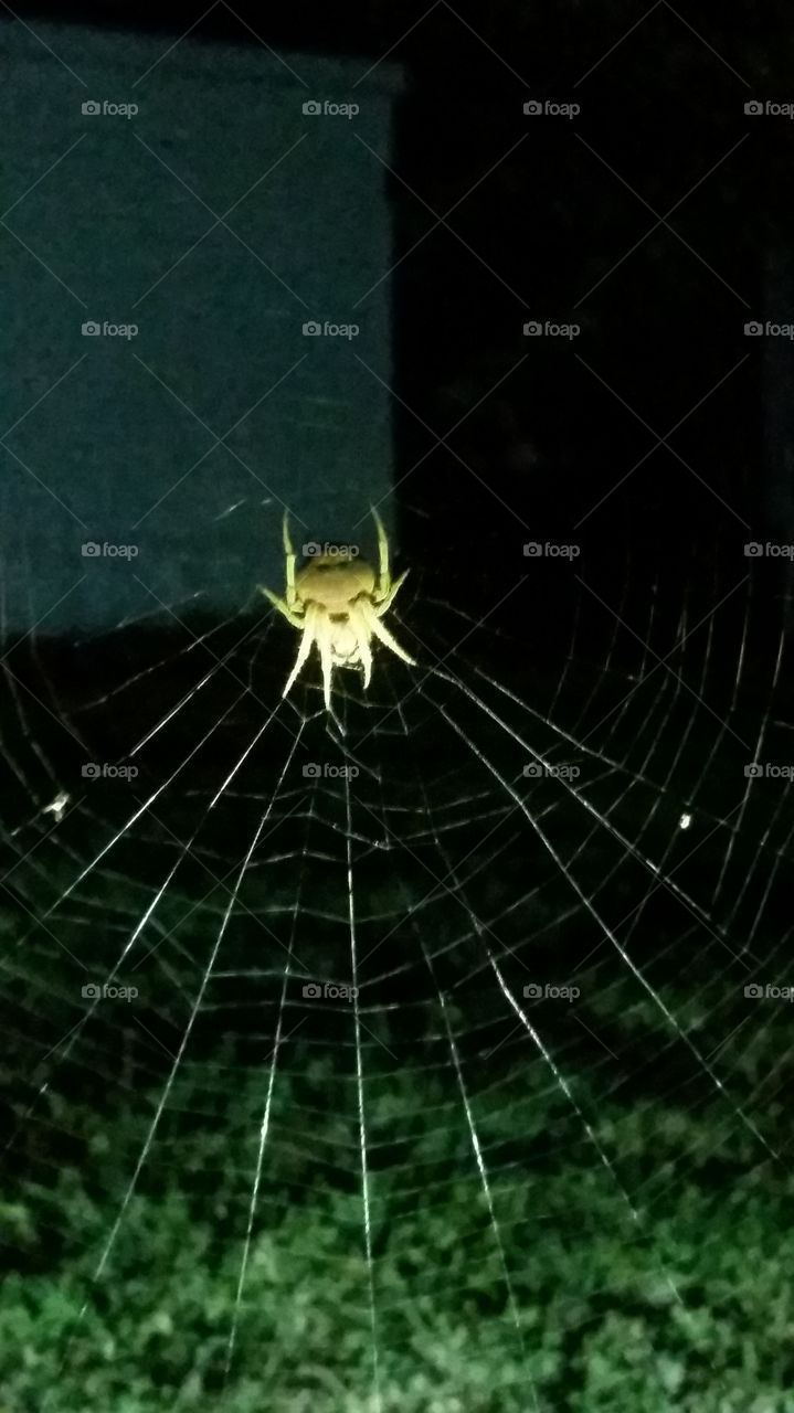 Creepy spider in web, patiently  waiting for its midnight snack.