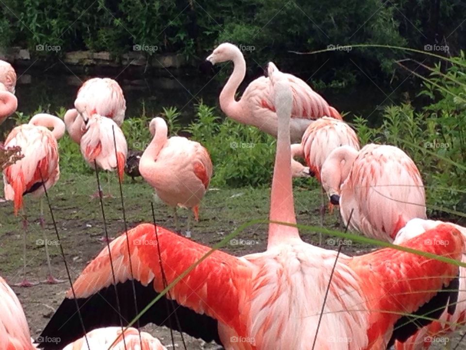 Pink flamingos