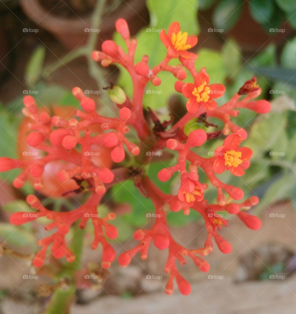 flowers