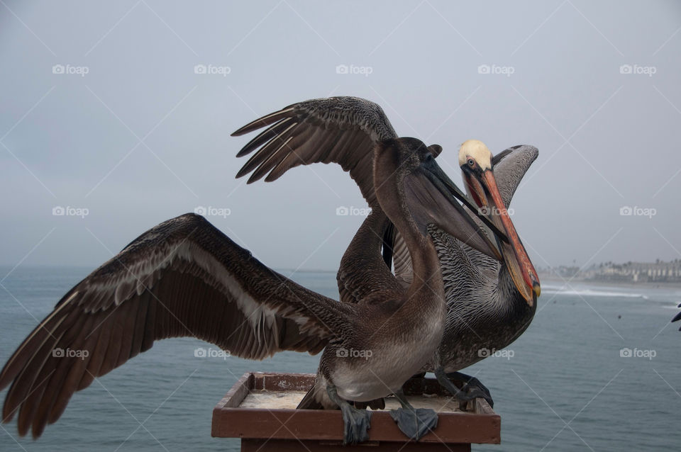 To pelicans land on the pier in San Diego California