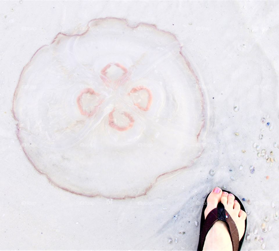 Ellipses and Shapes, jelly fish on the beach