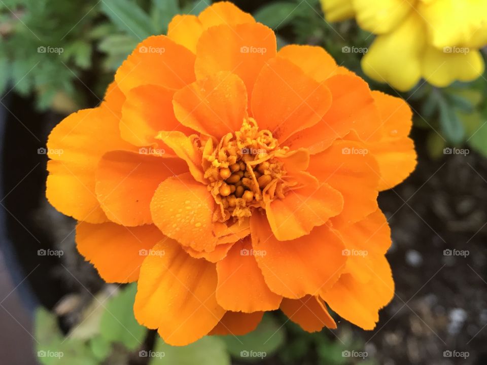 Orange marigold 