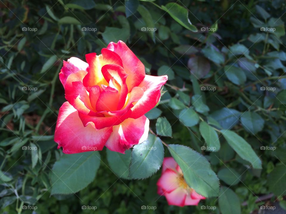 Yellow-centered red rose, single