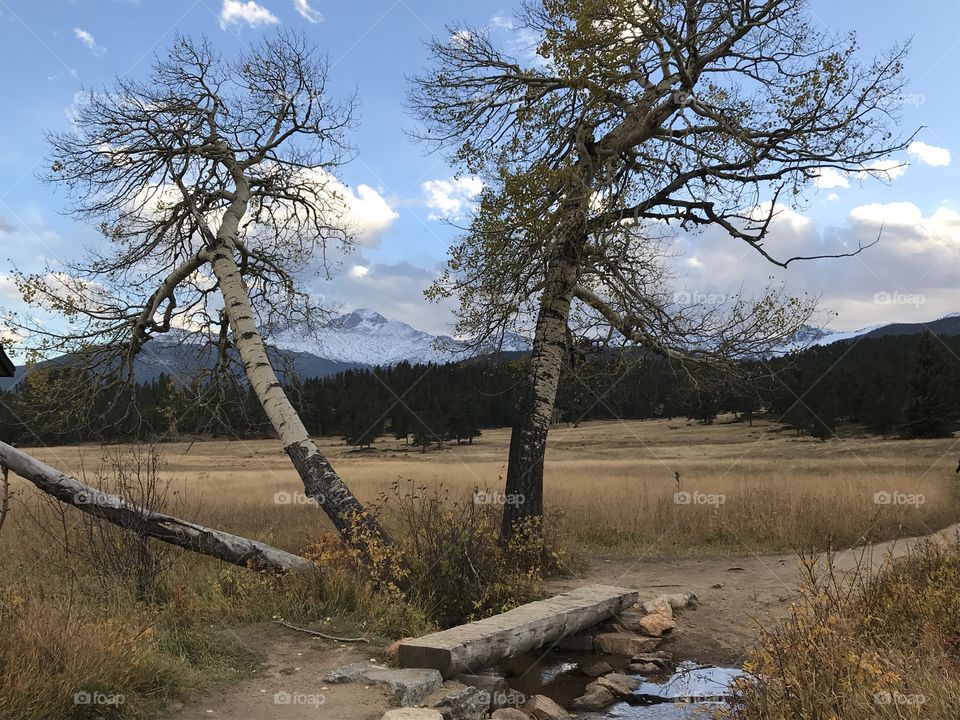 Rocky Mountain National Park - trees around footbridge 