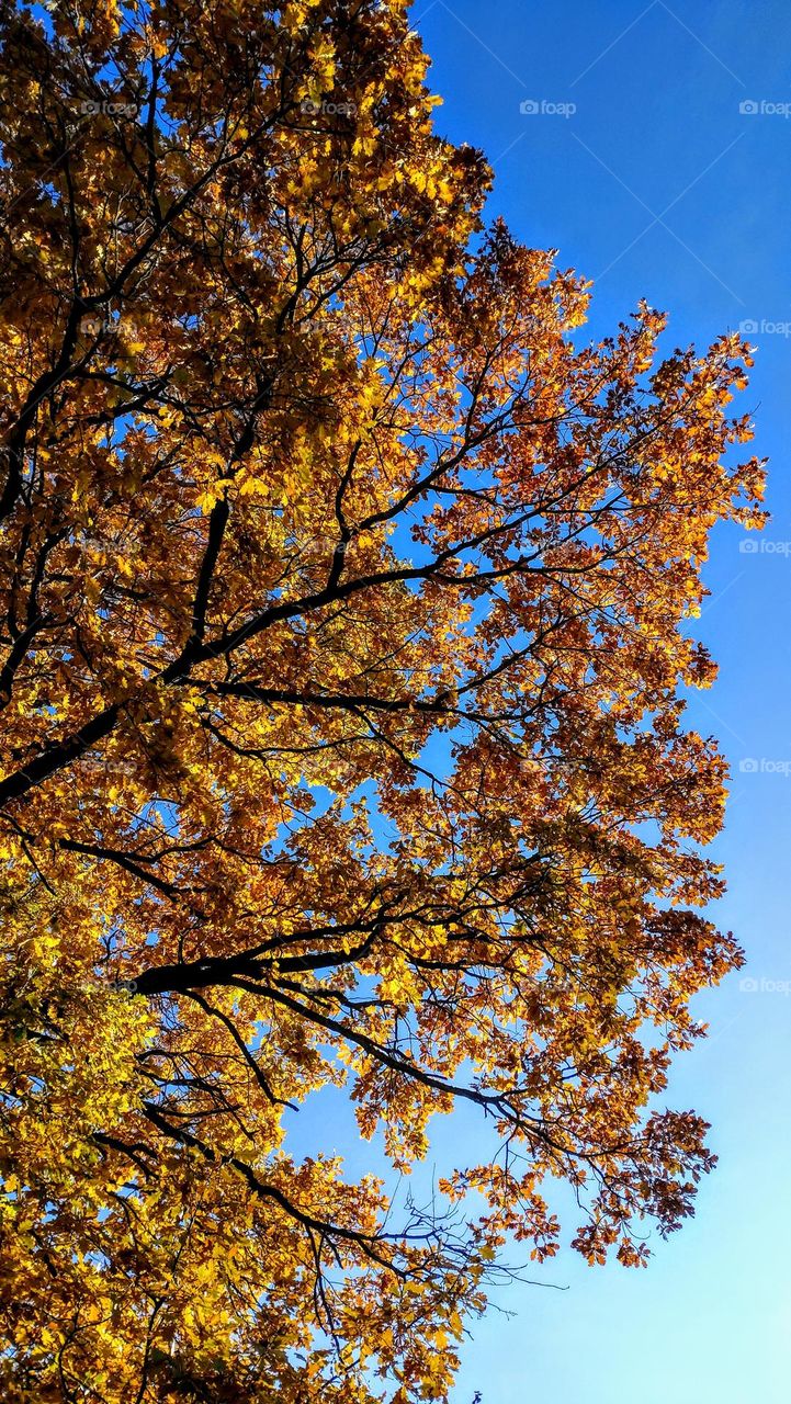 Autumn trees 🍁🍂 Blue sky 🩵 Outdoor 🍂🍁