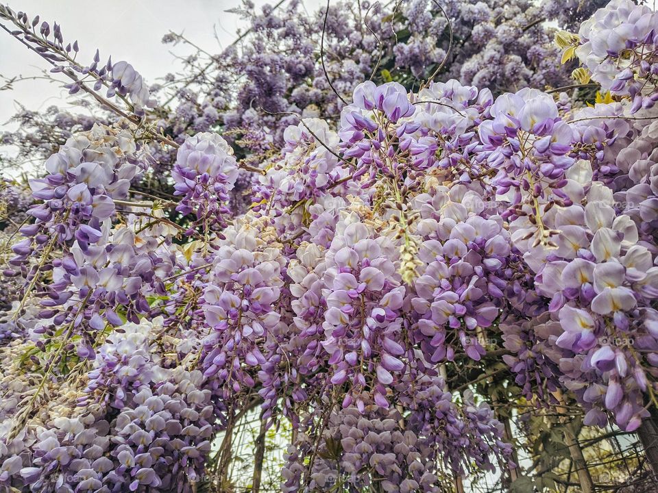 Top view of beautiful blooming flowers close up. Purple flowers in garden