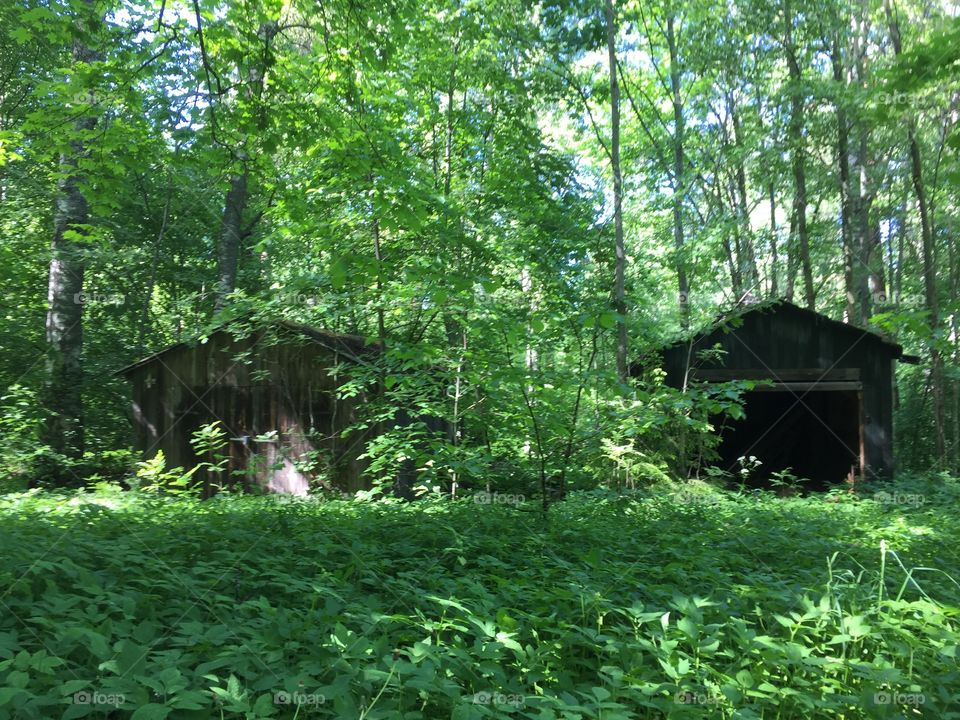 Overgrown hut 