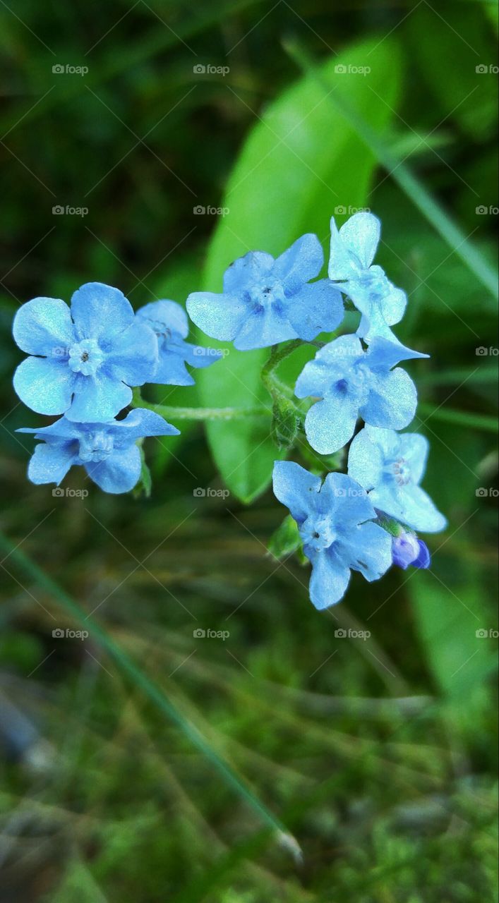 Little blue flowers
