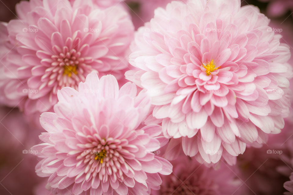 pink fluffy chrysanthemums