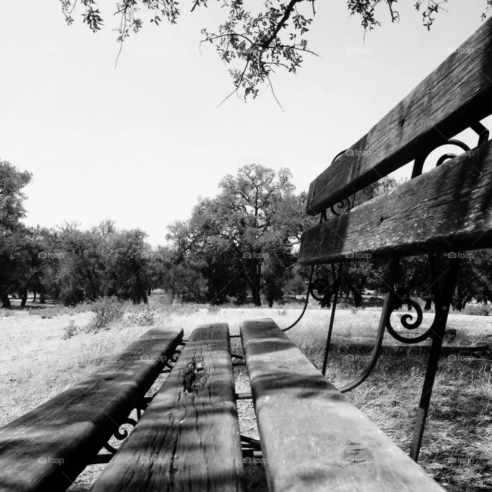 Forest chair 