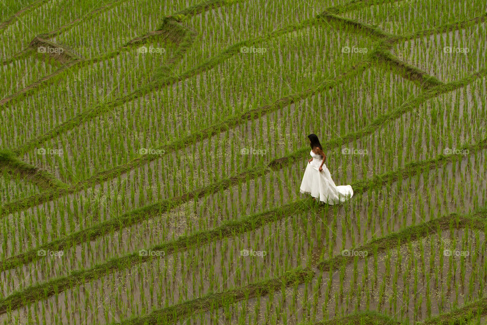 Bride with white dress walking in beautiful green rice terraces in Thailand