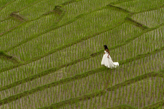 Bride with white dress walking in beautiful green rice terraces in Thailand