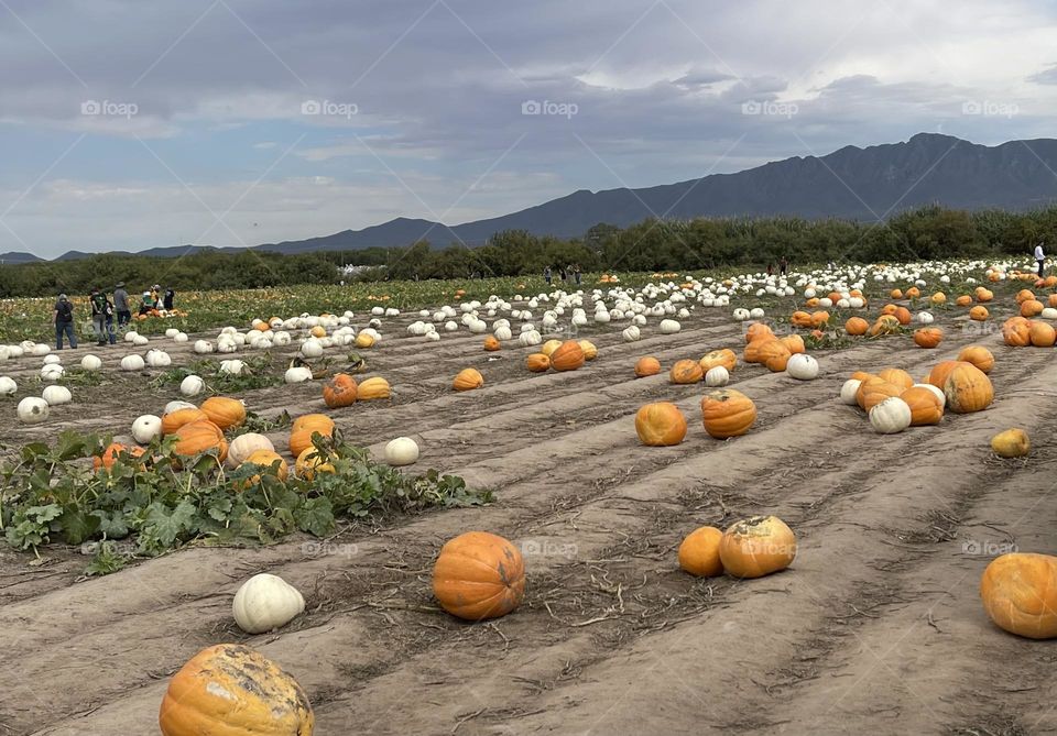 Pumpkin Patch 