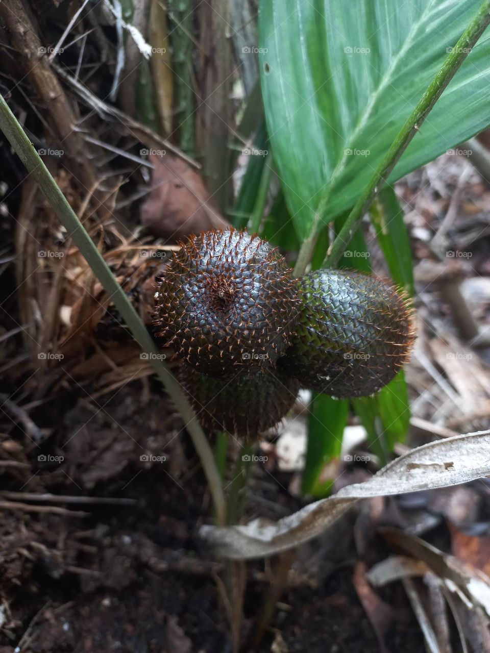 Salak is a type of palm fruit commonly eaten