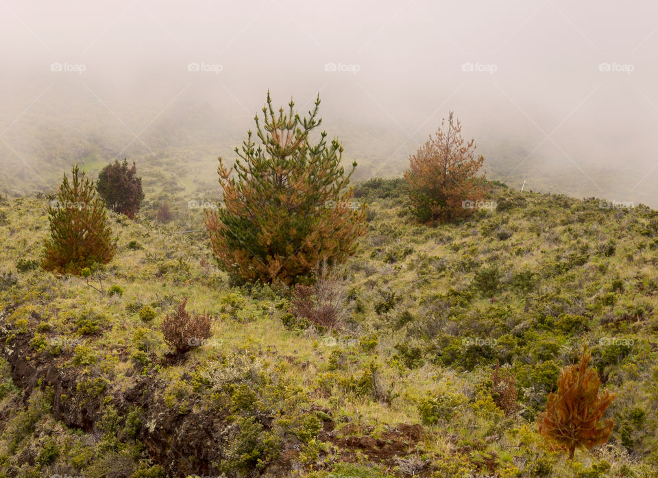 Early morning fog