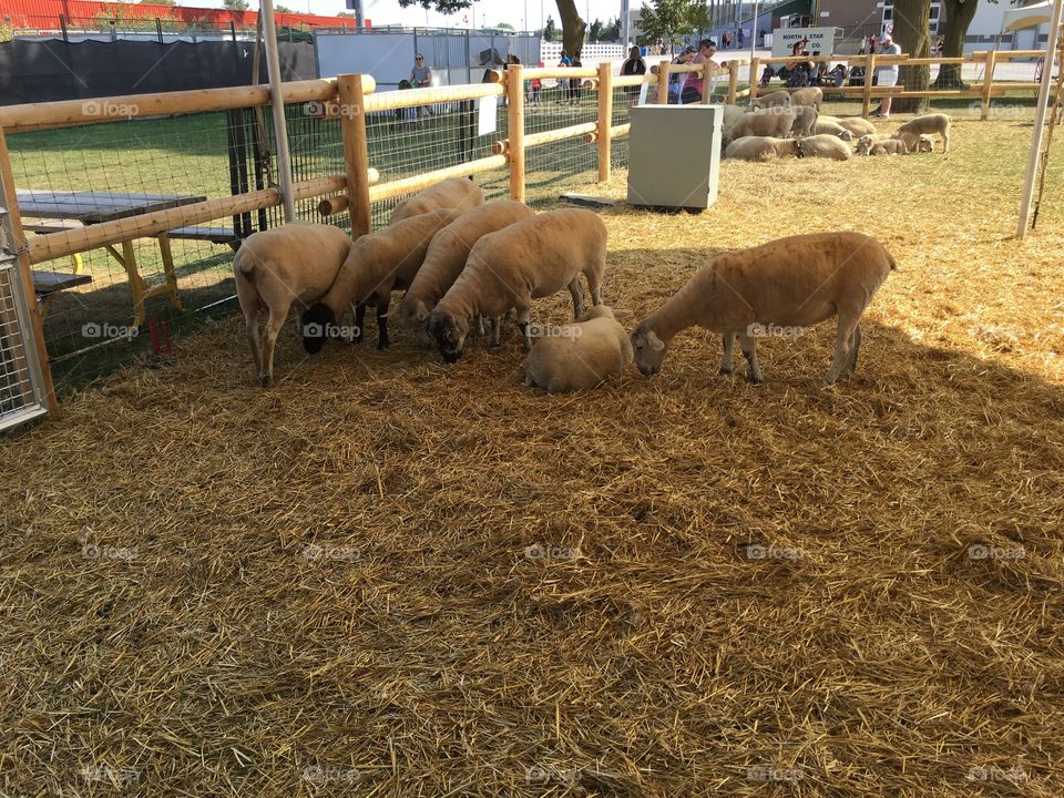 Sheep at western fair London, Ontario 