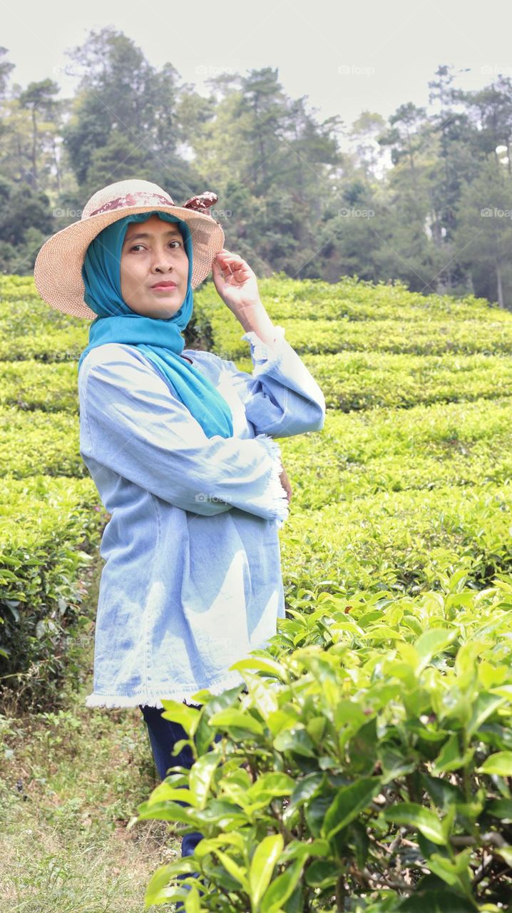 tea plantation