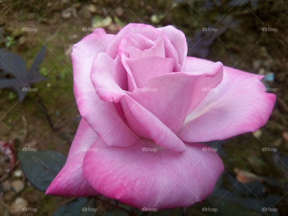 flower 2018-01-22 028 
#আমার_চোখে #আমার_গ্রাম #nature #flower 
#eukaryota #plantae #angiosperms #eudicots