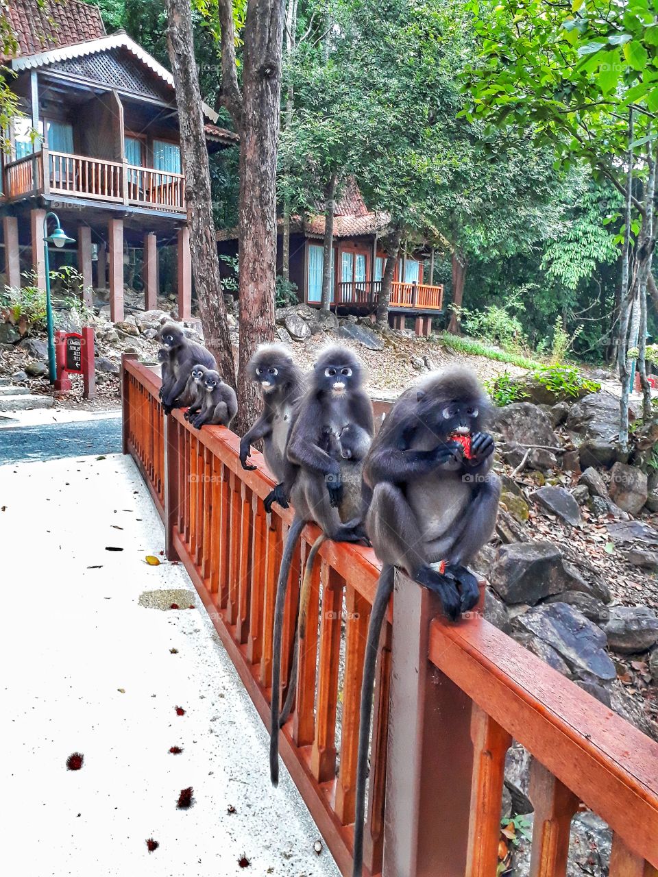 Dusty Leaf Monkey that almost extinct, they are very cute and like to travel in group. In front is the leader, if he eats other won't dare to take the food and will follow him every where.
Location in: Malaysia.
Photo taken using Samsung phone.