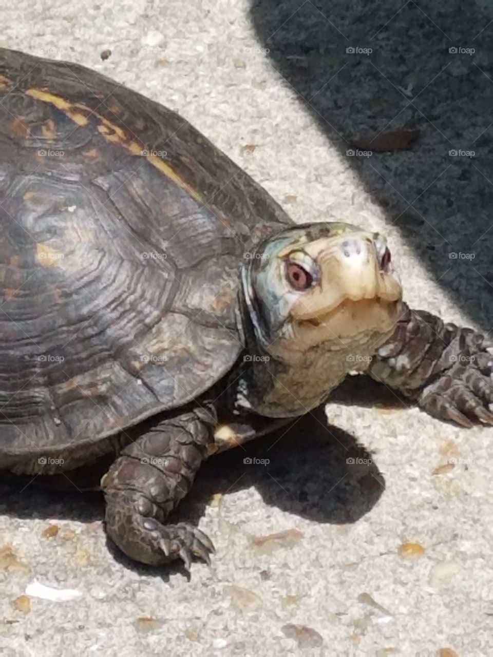 a smiling turtle