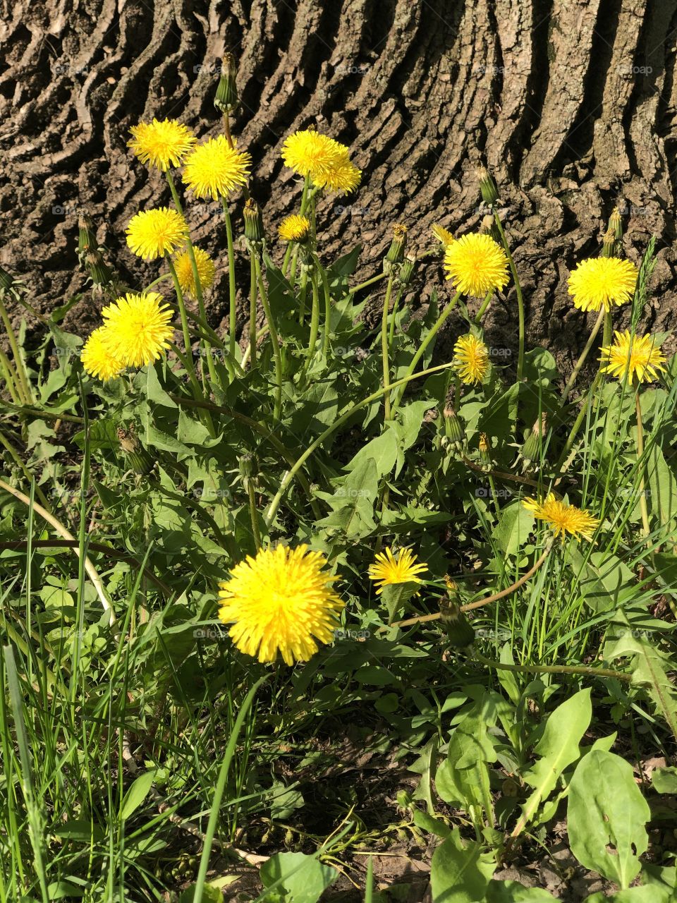 Dandelion