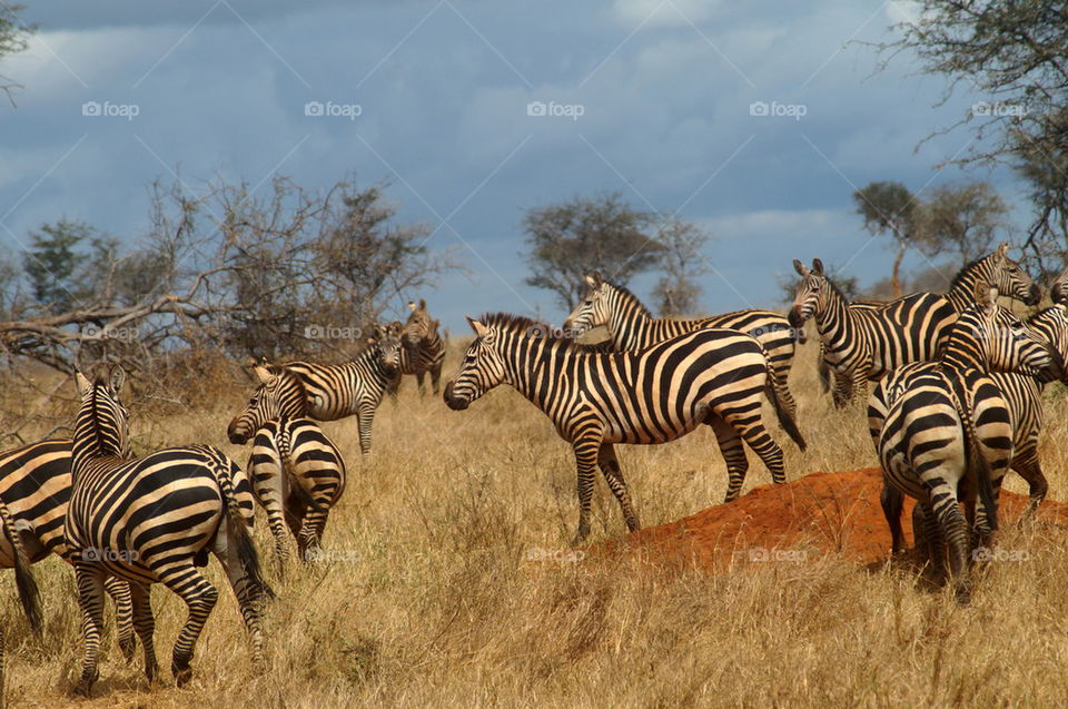 Zebras in grassland