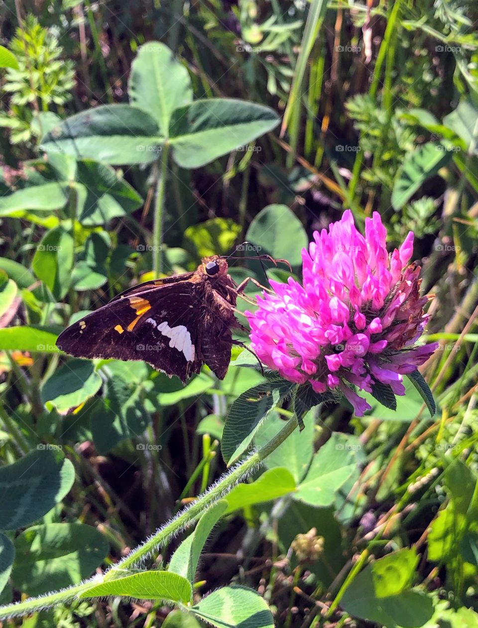 Silver Spotted Skipper