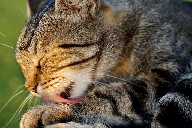 Cute pets 