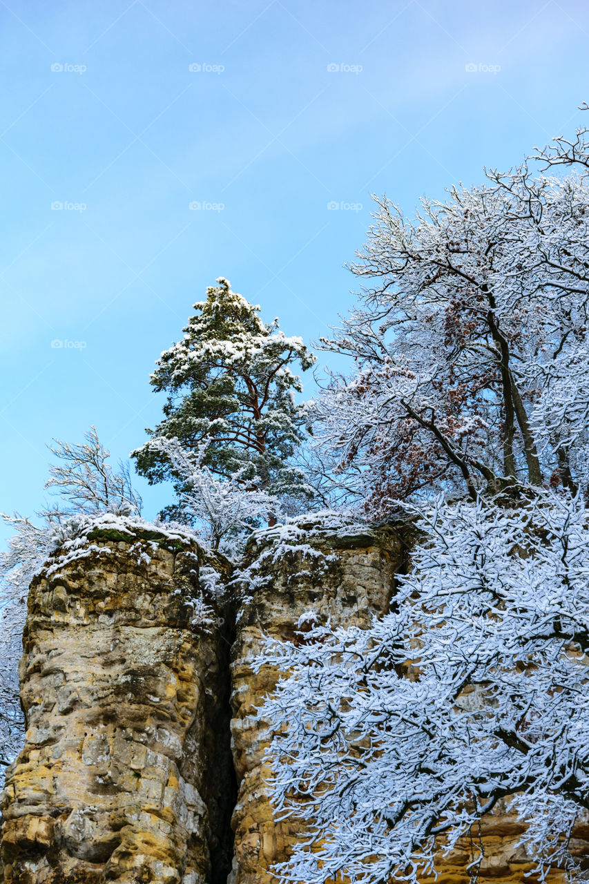 Mountain tree with first snow 